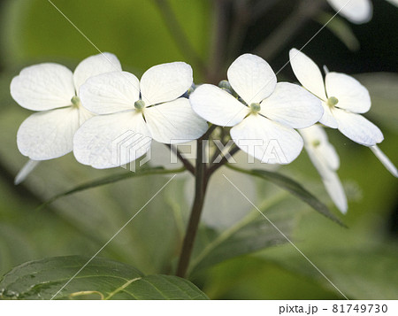 アジサイの彩りの世界【花・植物】 81749730