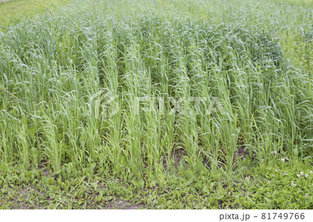 Cultivated cereals of various green shades 81749766