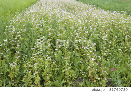 Cultivated cereals of various green shades Cultivated cereals of various green shades 81749780