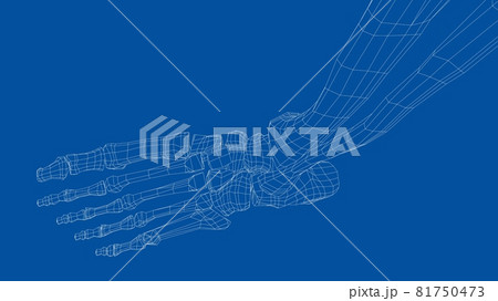 Human skeleton. Vector 81750473