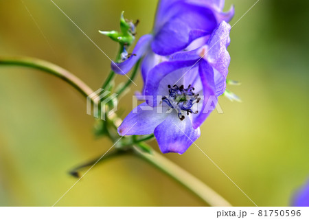 秋に咲く山野草ツクバトリカブト 81750596