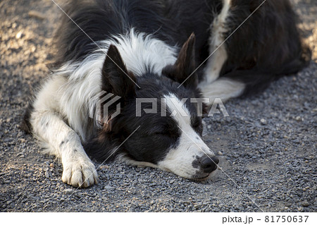 お昼寝中のボーダーコリー お昼寝中のボーダーコリー 81750637