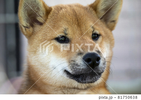 柴犬の顔 81750638