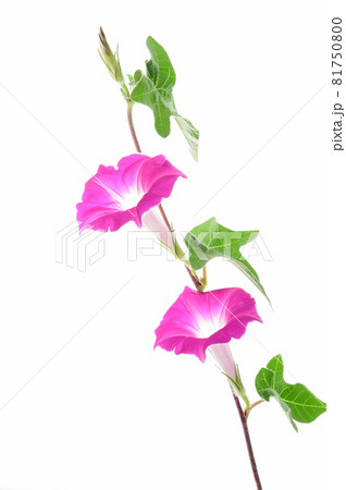 真っ直ぐ伸びたつるに咲くアサガオ二輪　白バック 81750800