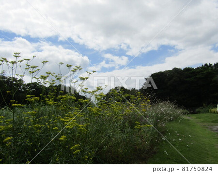 黄色い花は秋の七草の一つオミナエシ 黄色い花は秋の七草の一つオミナエシ 81750824