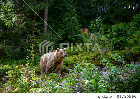 Wild Brown Bear in the summer forest. Animal in natural habitat. Wildlife scene 81750996