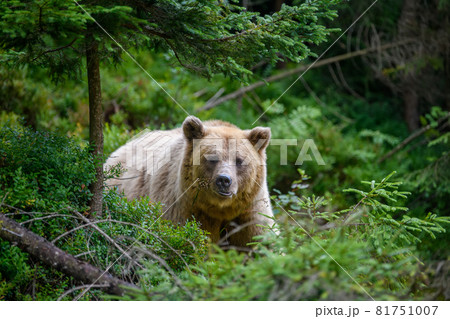 Wild Brown Bear in the summer forest. Animal in natural habitat. Wildlife scene 81751007