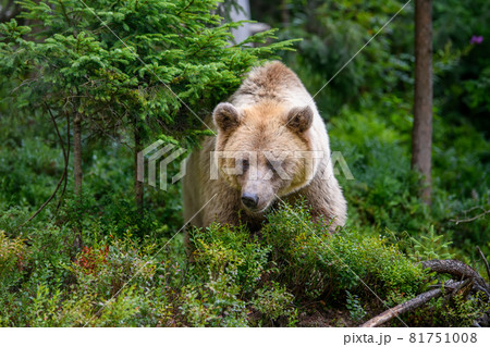 Wild Brown Bear in the summer forest. Animal in natural habitat. Wildlife scene Wild Brown Bear in the summer forest. Animal in natural habitat. Wildlife scene 81751008