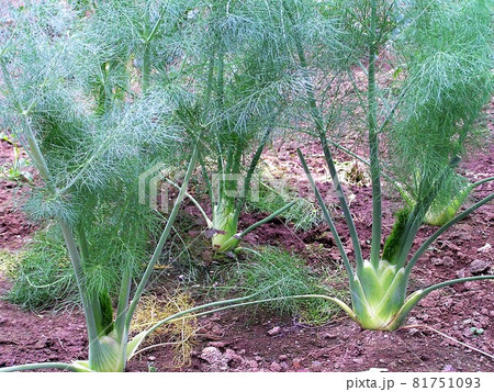 フローレンスフェンネル フローレンスフェンネル 81751093