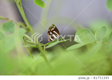 蝶のコミスジ（小三條） 81751395
