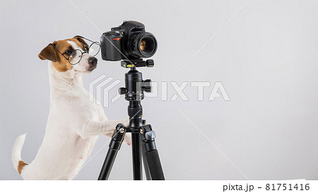 Dog jack russell terrier with glasses takes pictures on a camera on a tripod on a white background Dog jack russell terrier with glasses takes pictures on a camera on a tripod on a white background 81751416