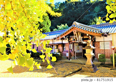 丹生酒殿神社。秋の風景　大銀杏 81751915