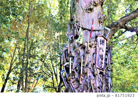 丹生酒殿神社。秋の風景　大銀杏 81751923