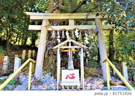 丹生酒殿神社。秋の風景　大銀杏 81751926