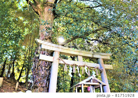 丹生酒殿神社。秋の風景　大銀杏 81751928