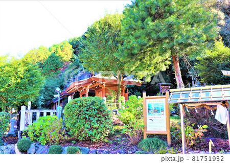 丹生酒殿神社。秋の風景　大銀杏 81751932