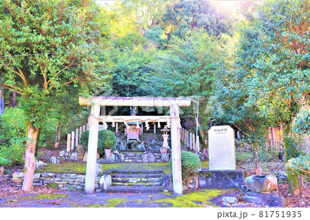 丹生酒殿神社。秋の風景　大銀杏 81751935