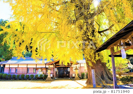 丹生酒殿神社。秋の風景　大銀杏 81751940