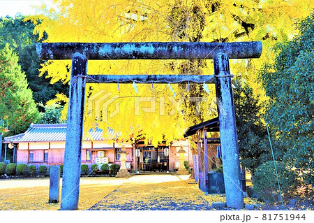 丹生酒殿神社。秋の風景 大銀杏 丹生酒殿神社。秋の風景 大銀杏 81751944