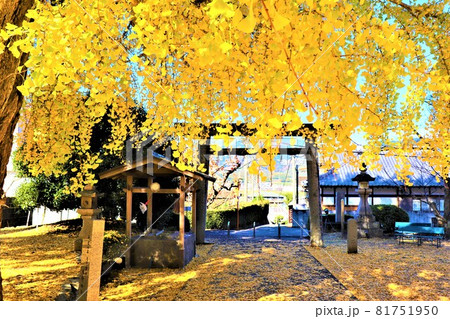丹生酒殿神社。秋の風景　大銀杏 81751950
