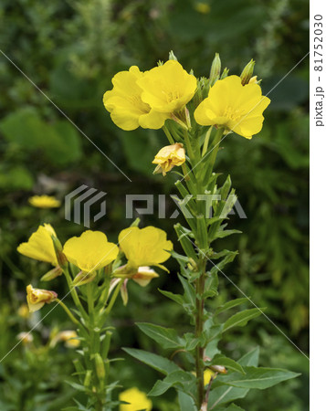 メマツヨイグサの黄色い花 メマツヨイグサの黄色い花 81752030