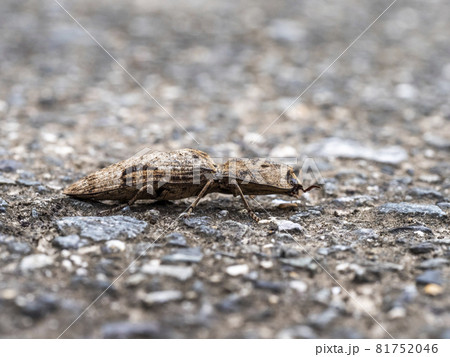 道の上にいるフタモンウバタマコメツキ 81752046