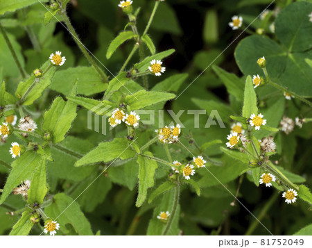 ハキダメギクの小さい花 81752049
