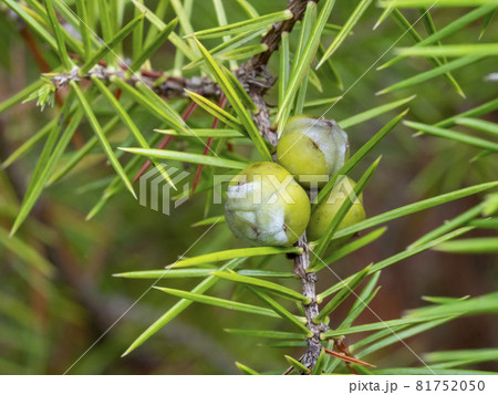 ネズミサシの実 81752050