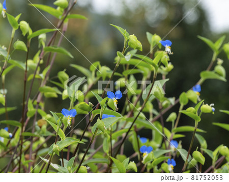 ツユクサ 81752053