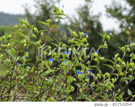 ツユクサ 81752054