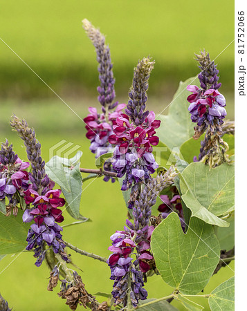 クズの花 クズの花 81752066