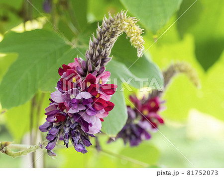 クズの花 81752073