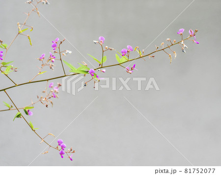 アレチヌスビトハギの花 アレチヌスビトハギの花 81752077