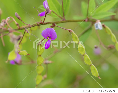 アレチヌスビトハギの花 81752079