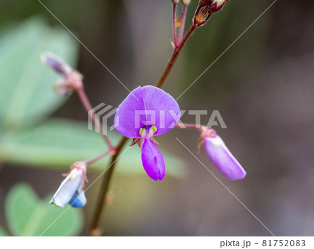 アレチヌスビトハギの花 81752083