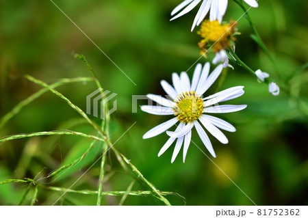秋に咲く山野草ユウガギク 81752362