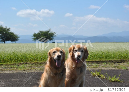 そばの花と犬 81752505