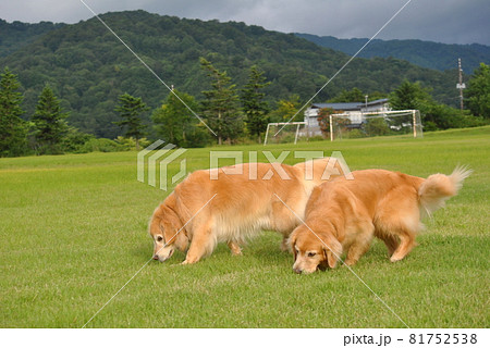 芝生で匂いを嗅ぐ犬の写真素材