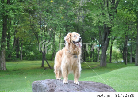 森の中の岩の上の犬 81752539