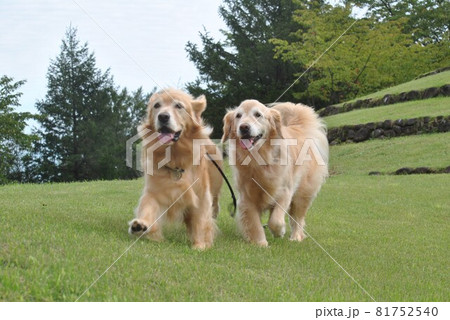 楽しそうな顔の犬 81752540