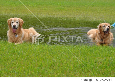 水たまりで涼をとる犬 水たまりで涼をとる犬 81752541