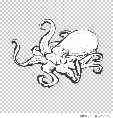 タコの和風手描き線画イラスト 81752569