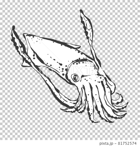 日式手繪線描魷魚插畫 日式手繪線描魷魚插畫 81752574