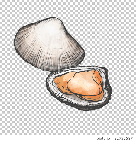Japanese style hand-drawn illustration of ark shell Japanese style hand-drawn illustration of ark shell 81752587