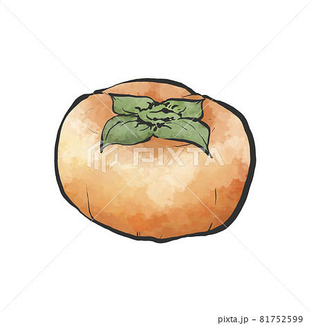 柿の和風手描きイラスト 柿の和風手描きイラスト 81752599
