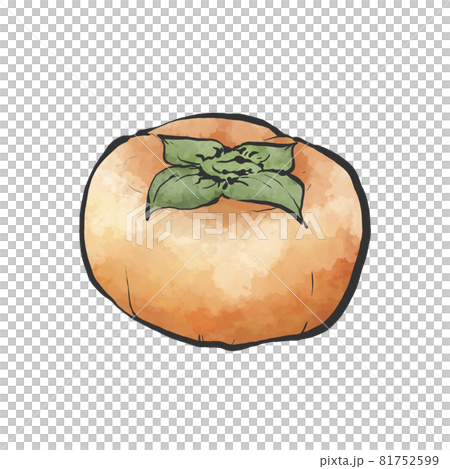 Japanese style hand-drawn illustration of persimmon Japanese style hand-drawn illustration of persimmon 81752599