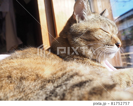 窓辺で心地よさに目を閉じてくつろぐ猫 81752757
