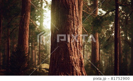 giant sequoias in redwood forest giant sequoias in redwood forest 81752900