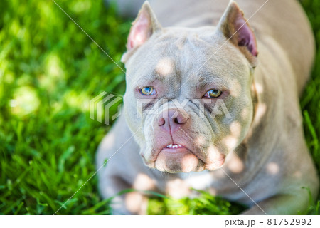 Close up of Lilac color American Bully dog outside Close up of Lilac color American Bully dog outside 81752992