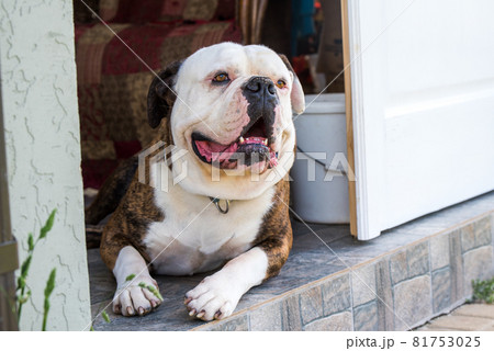 Tiger coat American Bulldog dog portrait outside Tiger coat American Bulldog dog portrait outside 81753025
